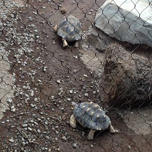 Madagascar! - Radiated Tortoises