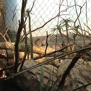 Madagascar! - Ring-Tailed Lemurs