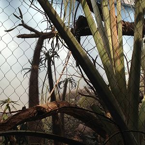 Madagascar! - Ring-Tailed Lemur and Collared Lemur Exhibit / Aviary