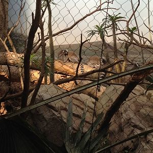 Madagascar! - Ring-Tailed Lemurs