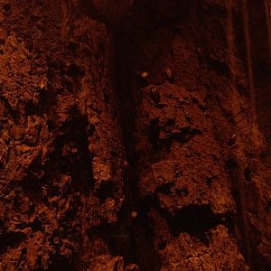 Madagascar! - Madagascar Hissing Cockroaches