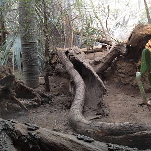 Madagascar! - Ring-Tailed Mongoose Exhibit