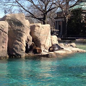Astor Court - California Sea Lions