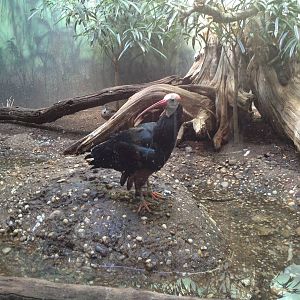 Aquatic Bird House - Southern Bald Ibis