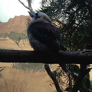 Aquatic Bird House - Laughing Kookaburra