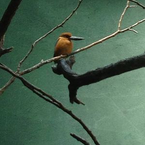 Aquatic Bird House - Guam Kingfisher