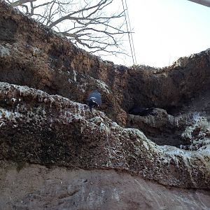 Aquatic Bird Aviary - Incan Terns