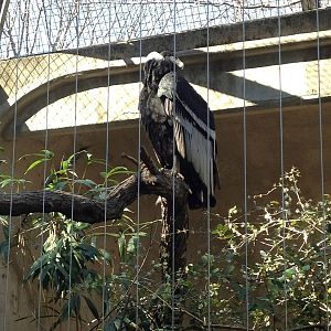 Birds of Prey - Andean Condor