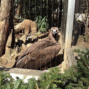 Birds of Prey - Cinereous Vulture