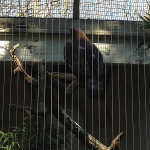 Birds of Prey - Golden Eagle