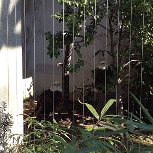 Birds of Prey - Bald Eagles