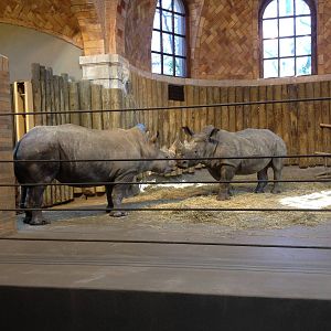 Zoo Center - White Rhinoceroses