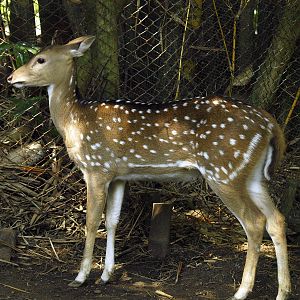 Identification please?