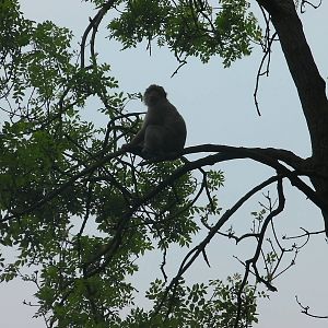 Macaque up a Tree - 02.06.2012