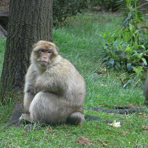 Macaques - 02.06.2012