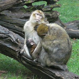 Macaques with Baby - 02.06.2012