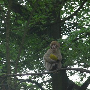 Young Macaque up a Tree - 02.06.2012