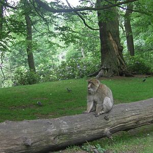 Macaque - 02.06.2012
