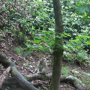 Macaque - 02.06.2012