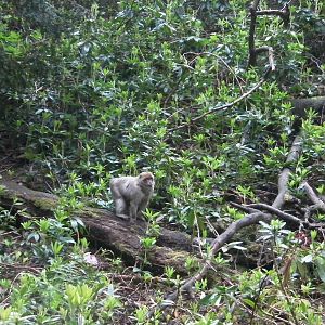 Macaque - 02.06.2012