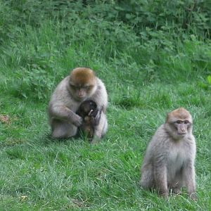 Macaques with Baby - 02.06.2012