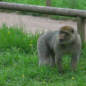 Macaque - 02.06.2012