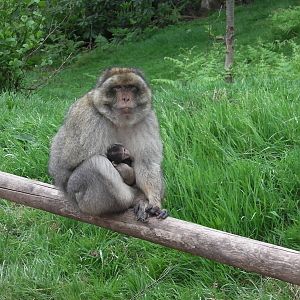 Macaque with Baby - 02.06.2012