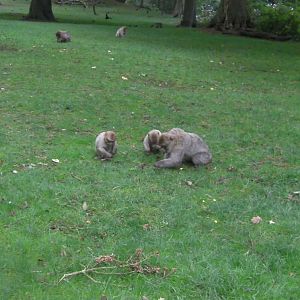 Upper Feeding Area - 02.06.2012
