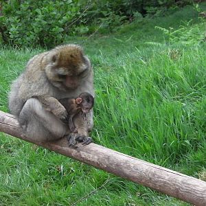 Macaque with Baby - 02.06.2012