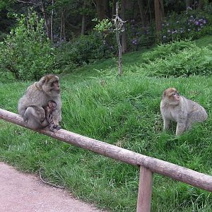 Macaques with Baby - 02.06.2012