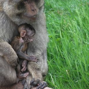 Baby Macaque - 02.06.2012