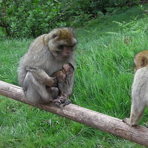 Macaques and Baby - 02.06.2012