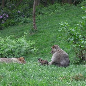 Macaques and Baby - 02.06.2012