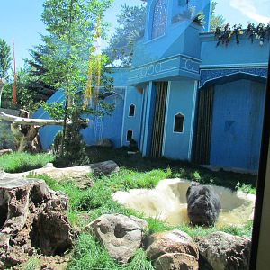 Sloth Bear Exhibit
