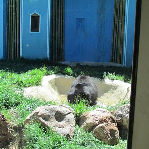 Sloth Bear Exhibit