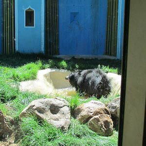 Sloth Bear Exhibit
