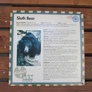 Sloth Bear Exhibit