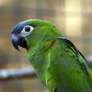 Red-shouldered macaw