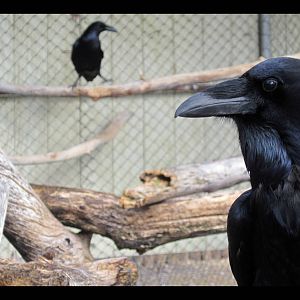 The Common Raven