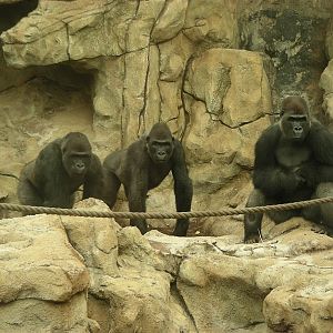 Gorillas Mawingo, Wazungu & Awembe