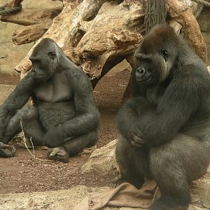 Gorillas Wazungu & Awembe
