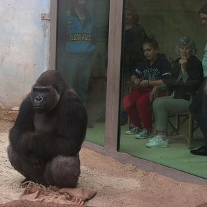 Gorilla Awembe
