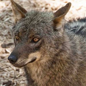 Iberian Wolf