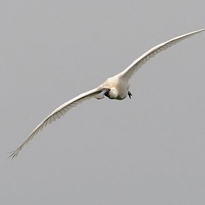 European spoonbill