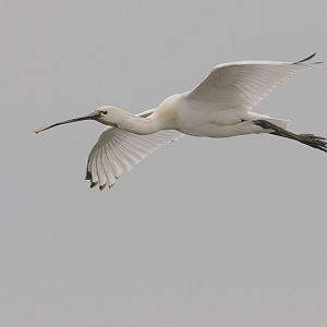 European spoonbill