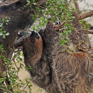 Two Toed Sloth