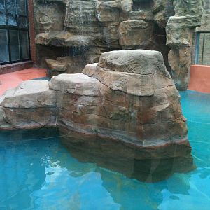 California Sea Lion Exhibit