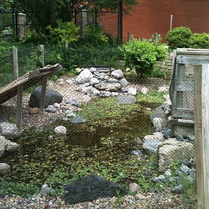 Chinese Alligator exhibit