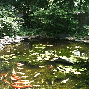 Koi Pond