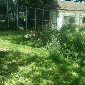 Amur Tiger Exhibt
